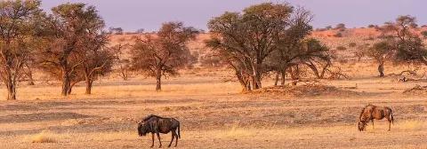 Zwei Bisons grasen in der Savanne der Kalahari-Wüste