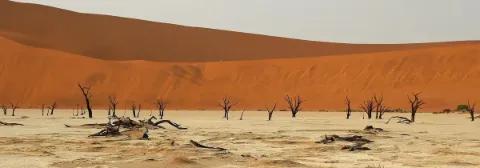 Tal in der Wüste mit verknöcherten Bäumen umringt von hohen Sanddünen