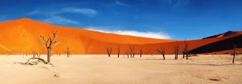 Tal in der Wüste mit verknöcherten Bäumen umringt von hohen Sanddünen