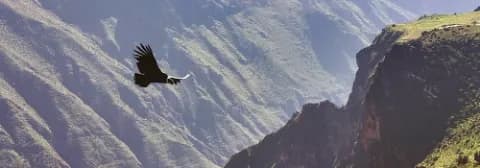 Kondor fliegt mit ausgebreiteten Flügeln durch die grüne Landschaft des Colca-Canyon in Peru.