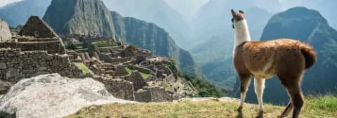 Ein Lama steht vor den Ruinen von Machu Picchu, umgeben von einer grünen Berglandschaft.