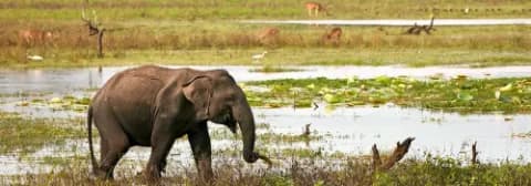 Ein Elefant wandert durch eine grüne Wiesenlandschaft mit Wasser und Pflanzen im Yala-Nationalpark.