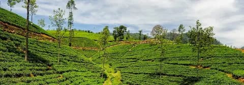 Grüne Teefelder in Nuwara Eliya erstrecken sich sanft über die Hügel unter einem bewölkten Himmel.
