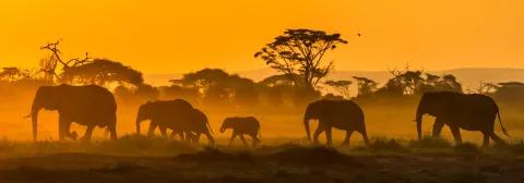 Elefantenherde spaziert bei Sonnenaufgang durch Savanne im Krüger Nationalpark