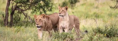 Zwei Löwen auf der Jagd laufen durch Graslandschaft im Kruger-Nationalpark.