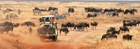 Jeep voller Touristen auf Safari im Ngorongoro Krater, die eine Herde von Zebras und Gnus im Grasland beobachten.