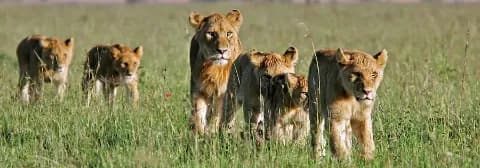 Ein Rudel afrikanischer Löwen, mit Löwinnen und Jungtiere, durchstreift hohes grünes Gras in der Savanne.