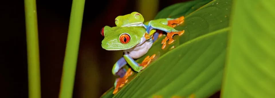 Auf einem grünem Blatt sitzen zwei grüne Frösche mit roten Augen und werden von hellem Licht angestrahlt. Außenherum ist es dunkel.
