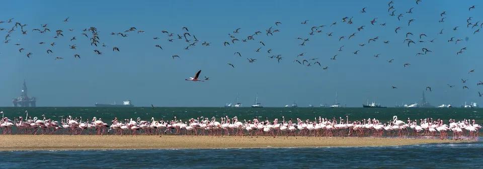 Flamingos am Strand der Walvis Bay unter einem Schwarm von schwarzen Vögeln