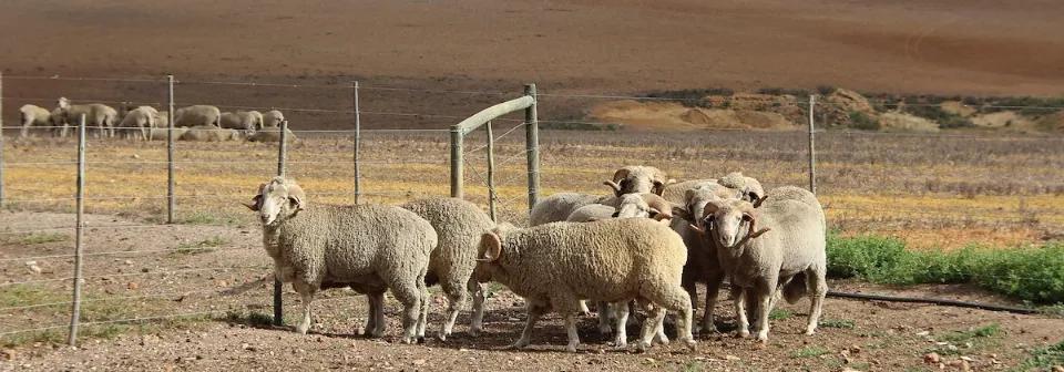 Merinoschafherde auf einer Farm in Südafrika