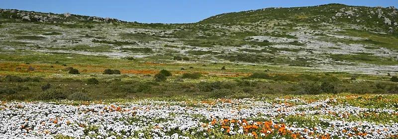 Weißes und orangenes Blütenmeer auf einer grünen Wiese im West-Coast-Nationalpark