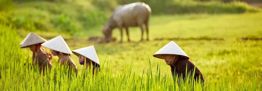 Vier Personen mit traditioneller Kopfbedeckung arbeiten auf grünen Reisfeldern