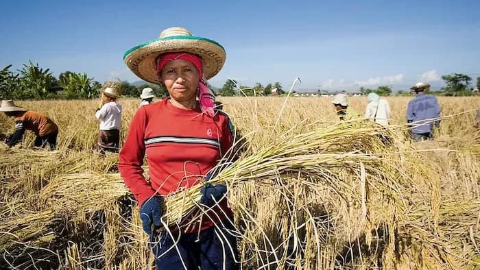 Eine Frau in rotem Hemd und Strohhut steht mit geernteten Reispflanzen im Reisfeld mit arbeitenden Personen im Hintergrund.