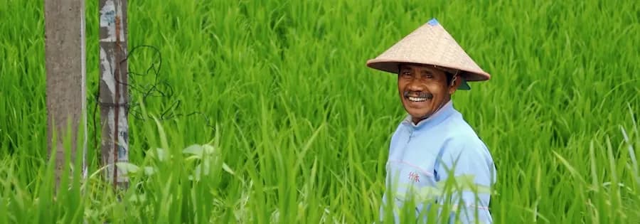 Reisbauern mit Strohhut steht inmitten einem grünen Reisfeld und lächelt.