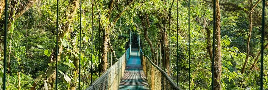 Eine Hängebrücke führt mittig durch einen grün bewachsenen Regenwald, außenrum sind viele Bäume.