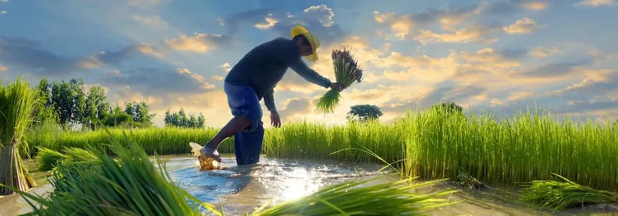Reisbauer mit Strohhut steht gebückt im Wasser zwischen grünen Reisfeldern und hält Reispflanzenbüschel in der Hand.