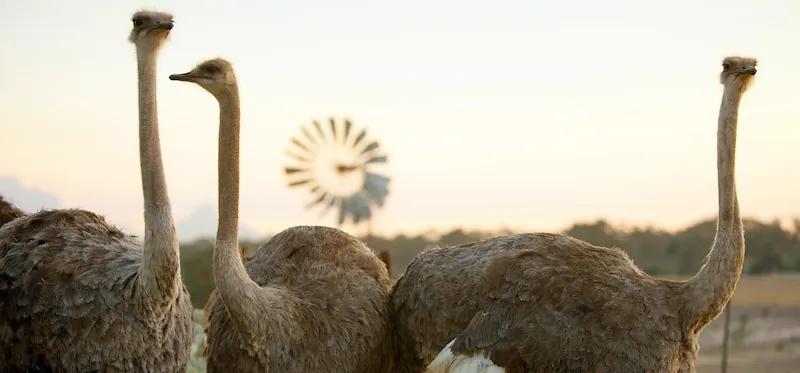 Drei Strauße stehen im Sonnenuntergang mit einem Windrad im Hintergrund.