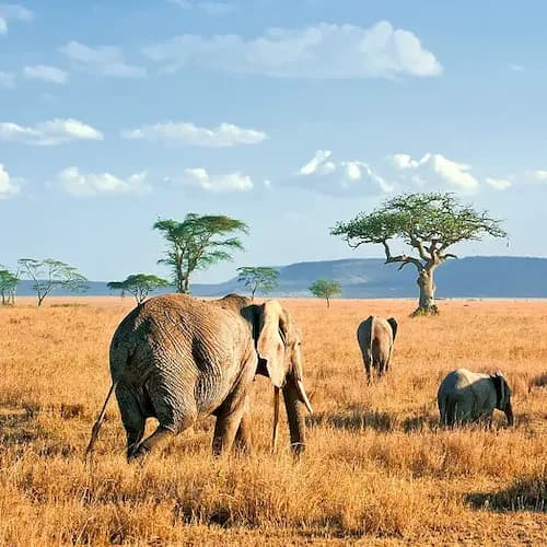 Mobile header background