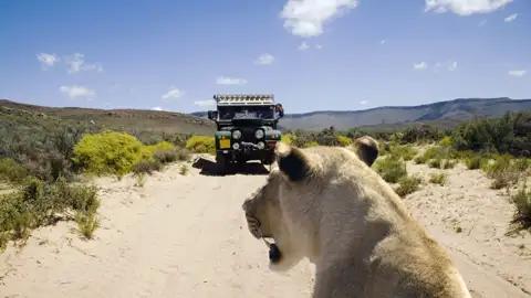Auf Ihrer individuellen Rundreise im Mietwagen durch Südafrika können Sie mit etwas Glück auch Löwen beobachten.