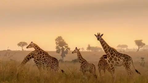 Beeindruckende Tiere: Giraffen gehören sicher zu den eindrucksvollsten Vertretern der afrikanischen Tierwelt wie wir auf unserer Marco Polo Reise durch Südafrika feststellen.