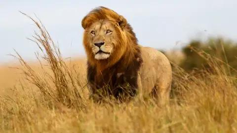 Auf Ihrer Rundreise nach Südafrika stehen bei der Safari in der Krügerparkregion die Chancen gut, neben Löwen auch die anderen der Big Five vor die Kamera zu bekommen.