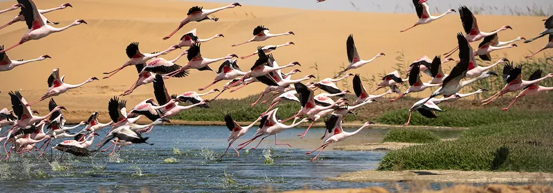 Ein Schwarm von Flamingos fliegt aus dem Wasser der Bucht der Walvis Bay
