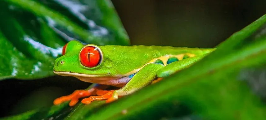 Nahaufnahme von einem grünem Frosch mit großen roten Augen. der auf einem grünen Blatt sitzt.