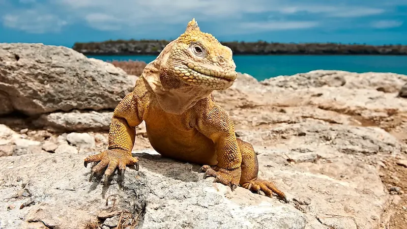 Leguan mit kräftigem Körper und rauer Haut sitzt auf Felsen auf den Galapagos-Inseln vor dem Meer.