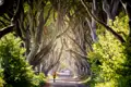 Natürlich darf für die jungen Traveller dieser YOUNG LINE Reise nach Irland und Nordirland ein Selfie unter den wuchtigen Stämmen und Ästen der imposanten Buchenallee Dark Hedges nicht fehlen.