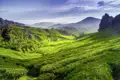 Auf unserer YOUNG LINE Reise durch Malaysia und Thailand machen wir Stopp in den Cameron-Highlands, natürlich mit Teatime!