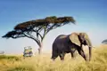 Auf Ihrer Tansaniareise kommen Sie auch in den Tarangire-Nationalpark.In dieser Gegend sind weniger Touristen unterwegs, dafür umso mehr Dickhäuter: Tarangire hat eine besonders große Population von Elefanten!