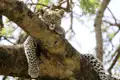 Auf unserer Marco Polo Reise nach Tansania halten wir Ausschau nach den Big Five, zu denen auch der Leopard gehört.