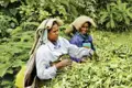 Auf Ihrer individuellen Rundreise durch Südindien können Sie auf einer Wanderung durch die Teeplantagen den Pfückerinnen bei der Arbeit zusehen.