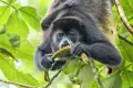 Auf Ihrer individuellen Rundreise durch Costa Rica folgen Sie in den schönsten Nationalparks den Spuren der Tiere des Dschungels und schließen Bekanntschaft mit Brüllaffen.