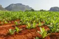 Natürlich machen Sie auf ihrer individuellen Rundreise durch Kuba auch einen Ausflug ins Tal von Vinales, wo zwischen den Mogotes der beste Tabak der Welt wächst.
