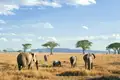 Bis zum Horizont erstreckt sich die Grassavanne in der Serengeti, und Elefanten durchstreifen die „endlose Ebene“, wie der berühmte Nationalpark in der Massai-Sprache heißt.
