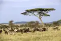 In der Serengeti in Tansania warten nicht nur die Big Five auf Sie. Auch Zebras und Gnus kreuzen Ihren Weg. Die Schirmakazien prägen die afrikanische Landschaft.
