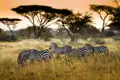 Die offene Savannenlandschaft mit den typischen Schirmakazien ist das Weideland vieler Zebras. Immer auf der Suche nach frischem Futter ziehen sie mit der Great Migration durch die Serengeti.