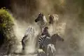 Während der Great Migration von August bis Oktober überqueren Tausende von Zebras den Mara River.