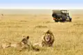 Ihr Safarifahrzeug holpert durch die Massai Mara. Träge dösen die Löwen in der Mittagssonne. Mit Ihrem privaten Driver-Guide können Sie unterwegs jederzeit stoppen.