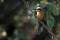Nicht nur die großen Bewohner der Tierwelt werden Sie auf Ihrer individuellen Rundreise durch Kenia begeistern, sondern auch die kleinen.