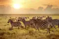Auf Safari in Kenia werden Sie die endlose Savanne sowie die einmaligen Sonnenuntergänge begeistern. Im August und September erreichen die riesigen Gnu- und Zebraherden der Great Migration die Massai Mara.