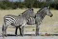 Während der Game Drives sehen Sie mit Sicherheit viele Zebras.