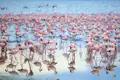 Auf Ihrer individuellen Rundreise durch Namibia kommen Sie auch nach Walvis Bay und sehen in der Lagune unzählige Flamingos.