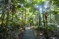 Auf Ihrer individuellen Rundreise durch Australien besuchen Sie den Regenwald des Daintree-Nationalparks in Queensland.