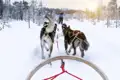 Auf dieser YOUNG LINE Reise ins winterliche Finnland unternehmen wir auch eine abenteuerliche Tour mit dem Hundeschlitten.