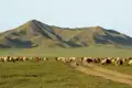 Auf dieser Reise durch die Mongolei sind wir fernab von Dörfern unterwegs, dafür sind aber Tierherden mit unzähligen Kamelen, Pferden, Kühen und Schafen allgegenwärtig.