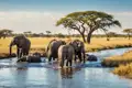 Während unserer YOUNG LINE TRAVEL Rundreise durch Südafrika besuchen wir den Addo-Elephant-Nationalpark, Heimat von tausenden von Dickhäutern.