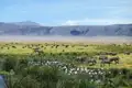 Während unserer Rundreise nach Tansaia sehen wir im Ngorongoro-Kratergroße Herden von Zebras und Gnus friedlich  weiden.