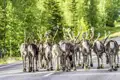 Auch das kann uns auf unserer YOUNG LINE Reise nach Finnland erwarten - eine Rentierherde mitten auf der Straße.